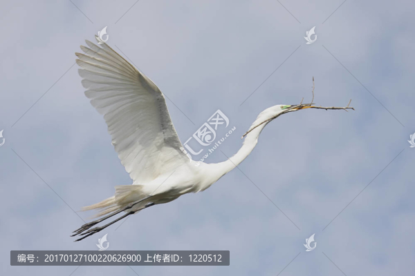 大白鷺（Ardea,alba）