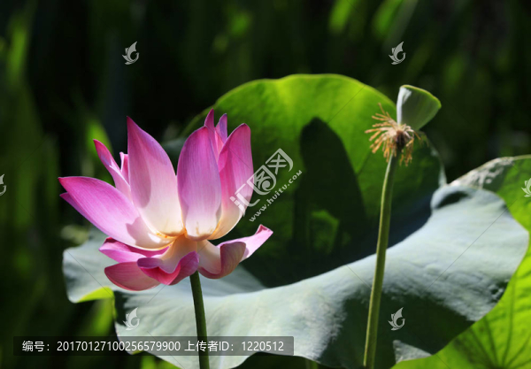 粉紅色的水百合-匯圖網(wǎng) www.fosd68.com 粉紅色的水百合