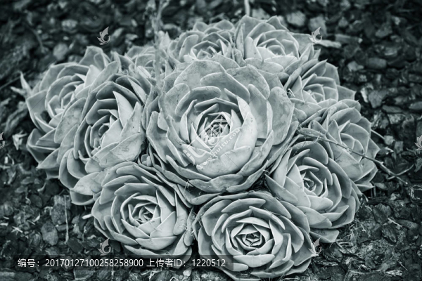 綠色多汁的花-,Sempervivum