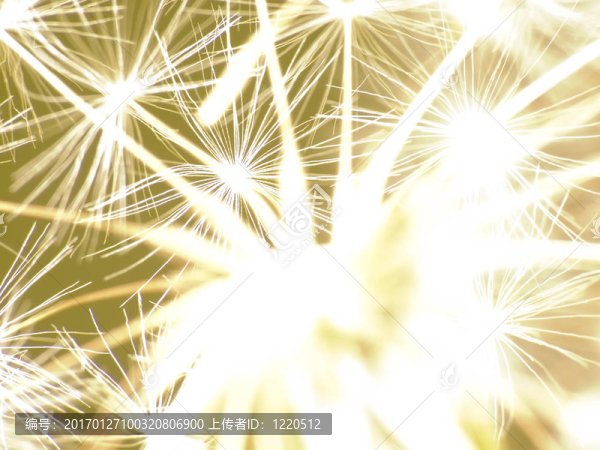 新的一年的蒲公英