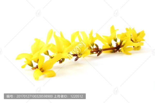 健康的花朵