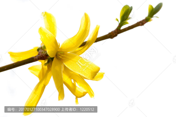 高能量的6