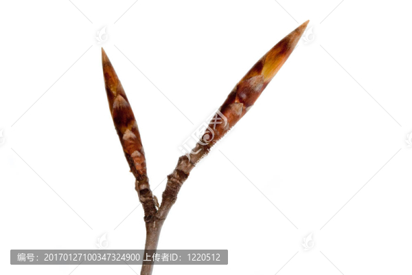 高能量的1