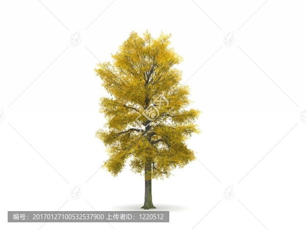 石灰或菩提樹與秋天的落葉