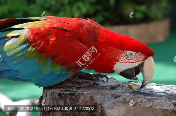 美麗的金剛鸚鵡
