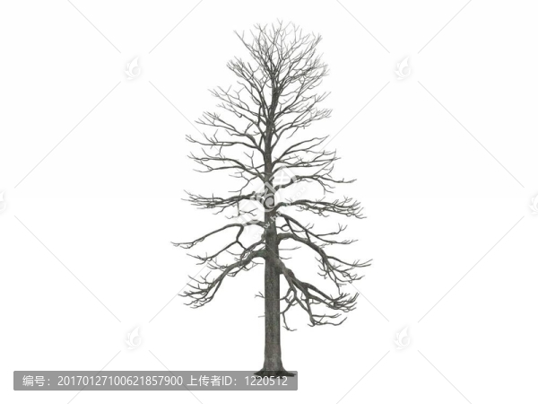 光禿禿的冬天的樹(shù)