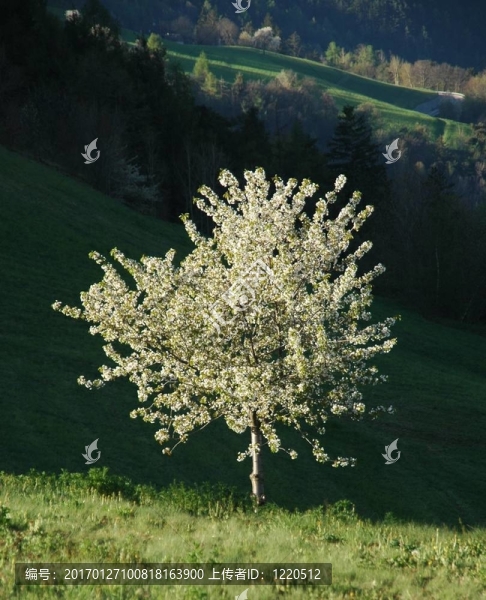 開(kāi)花的櫻桃樹(shù)和干草谷倉(cāng)