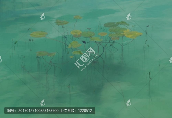 莉莉池塘-匯圖網(wǎng) www.fosd68.com 莉莉池塘