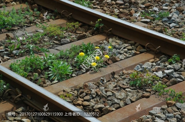 在鐵路軌道上的蒲公英
