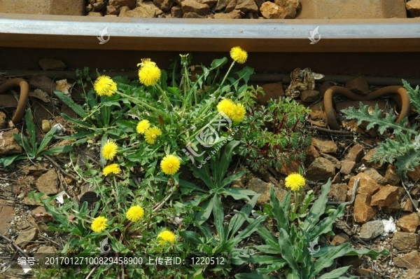 在鐵路軌道上的蒲公英
