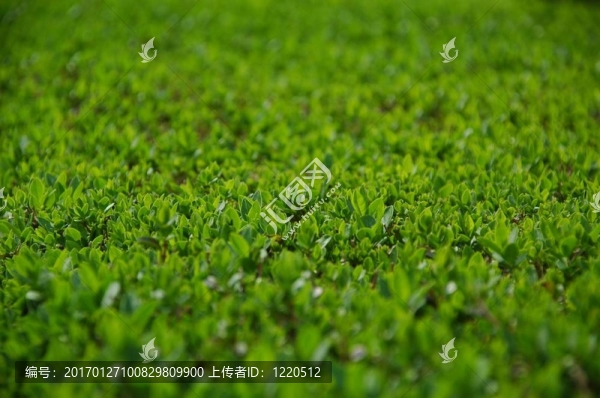 黃楊樹籬-匯圖網(wǎng) www.fosd68.com 黃楊樹籬