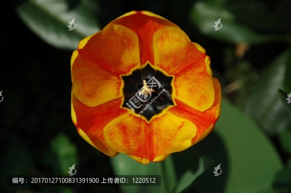紅色和黃色的郁金香