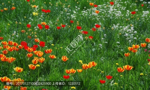 春天的草地