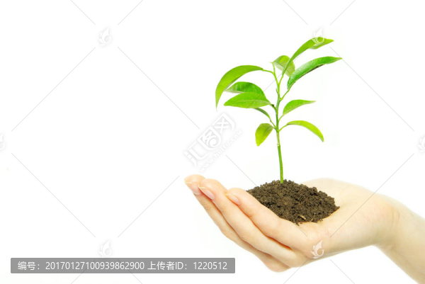 植物在手