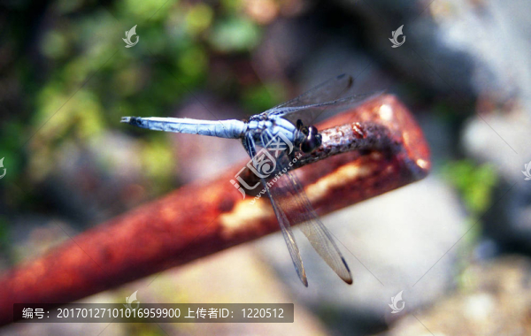 藍(lán)蜻蜓-匯圖網(wǎng) www.fosd68.com 藍(lán)蜻蜓