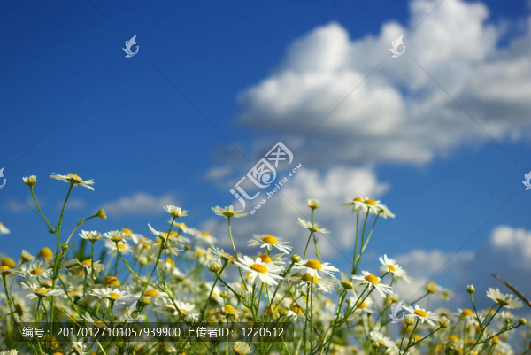 camomiles