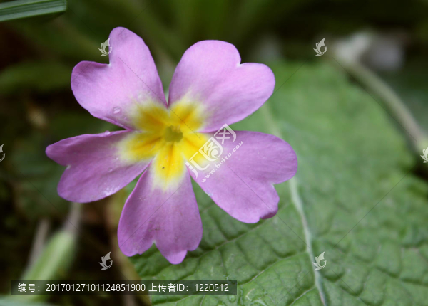 花園里的花