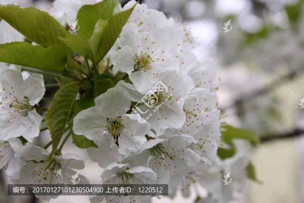 櫻色花壇