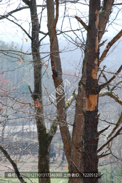 阿巴拉契亞的樹干