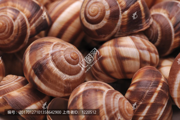 空蝸牛殼的結(jié)構(gòu)