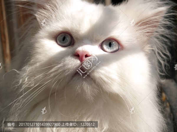 驚喜-匯圖網(wǎng) www.fosd68.com 驚喜