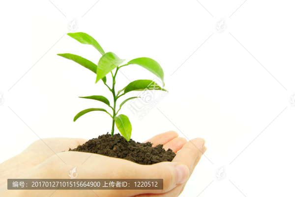 植物之間的手