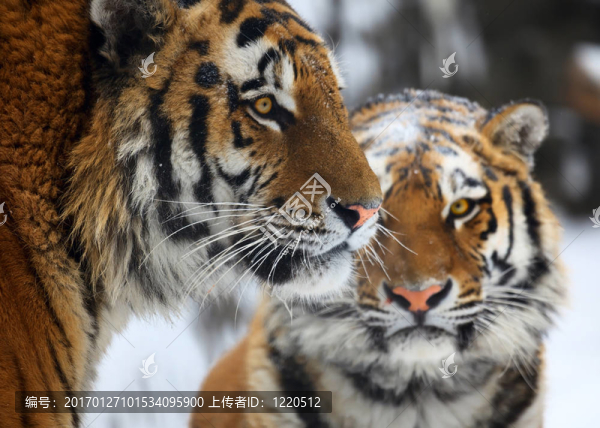 老虎-匯圖網(wǎng) www.fosd68.com 老虎