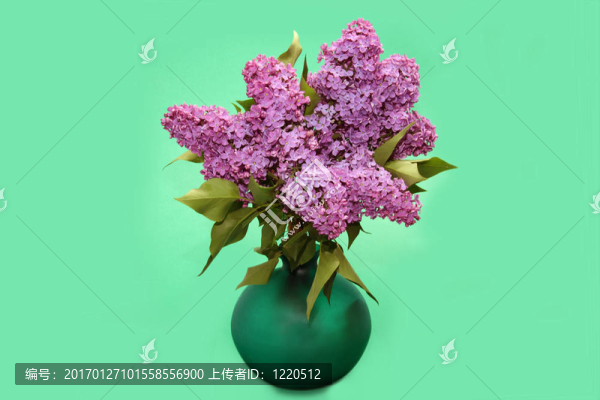 紫丁香樹枝
