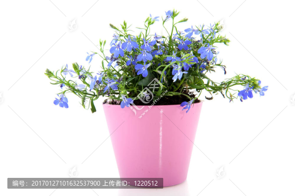 開朗的藍(lán)色半邊蓮