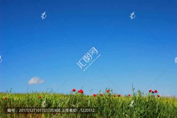 紅罌粟和藍(lán)天