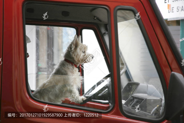 梗