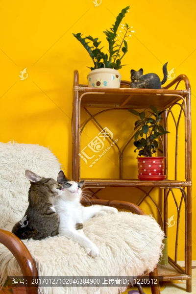 在扶手椅上的兩個房子貓