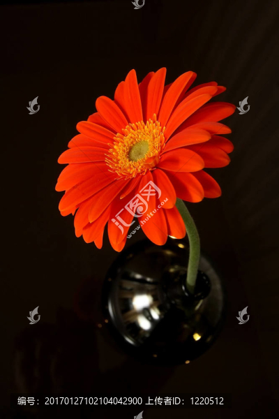 花瓶里的花