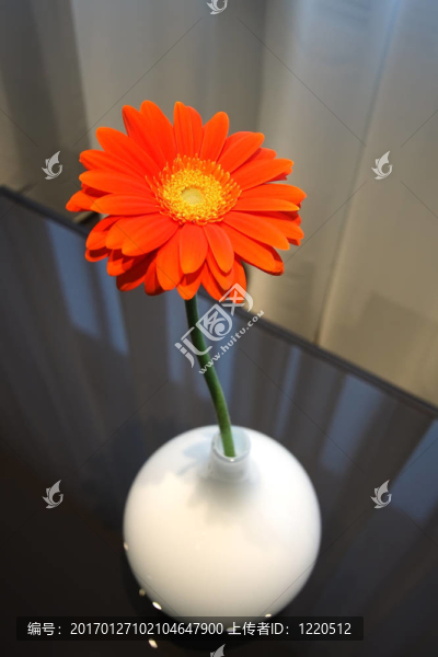 花瓶里的花