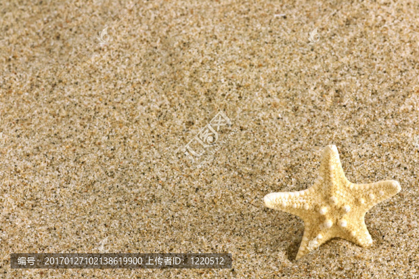 砂海星