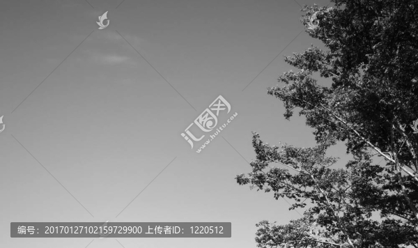 黑白背景與樹的細(xì)節(jié)