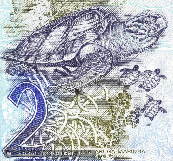 海龜在2個真實的鈔票從巴西