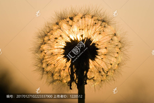 蒲公英的黃昏