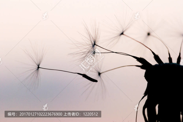 蒲公英的黃昏