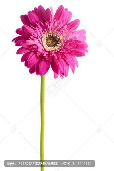 Gerbera。