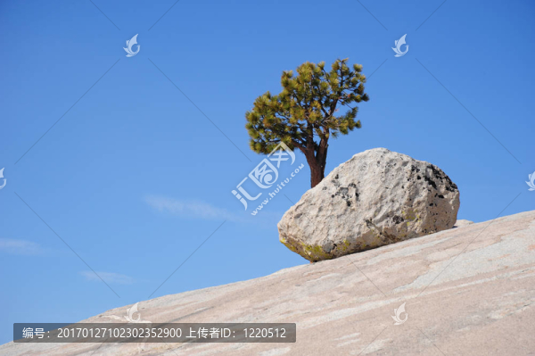 孤獨(dú)的樹