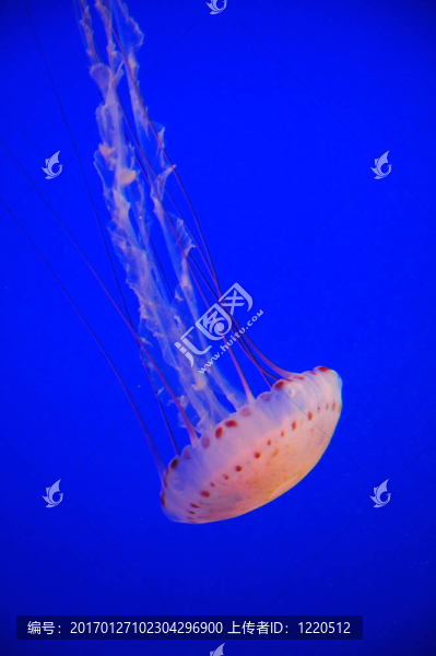 水母