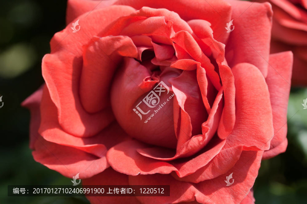 玫瑰