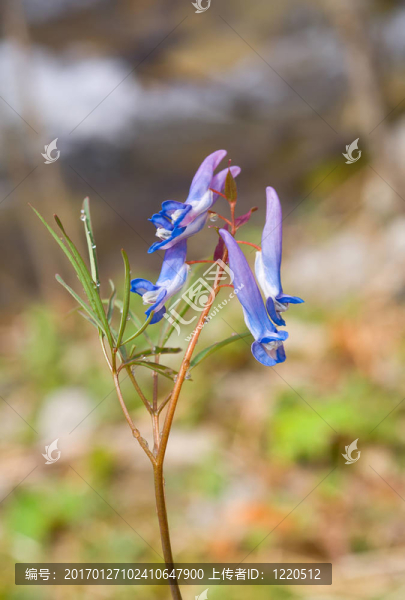 早春開花5