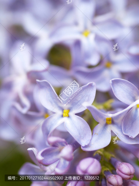 丁香花