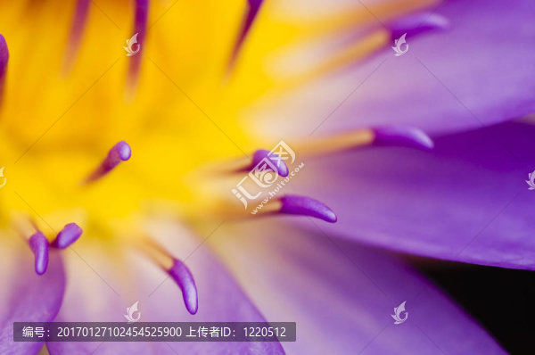 紫色的睡蓮