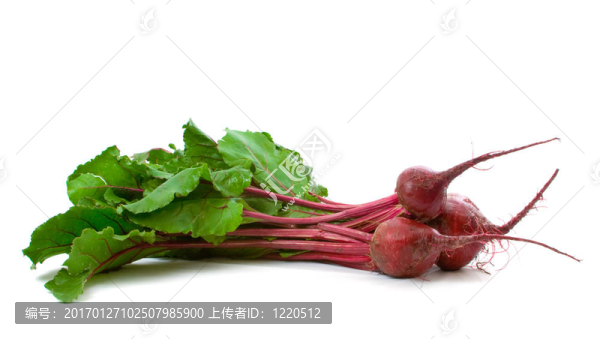 三甜菜根白色