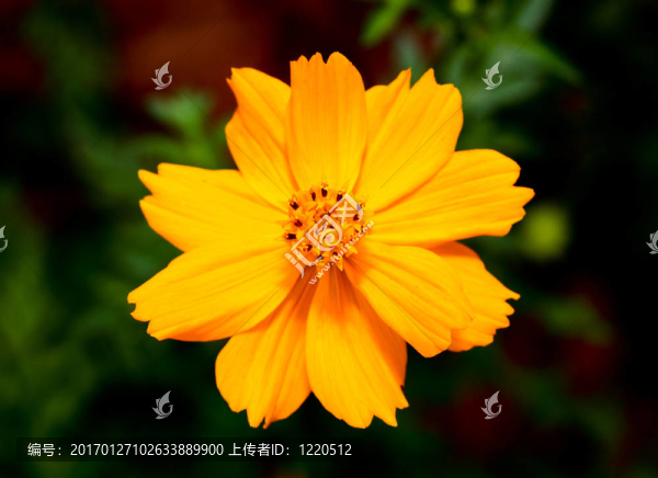 在植物園的花