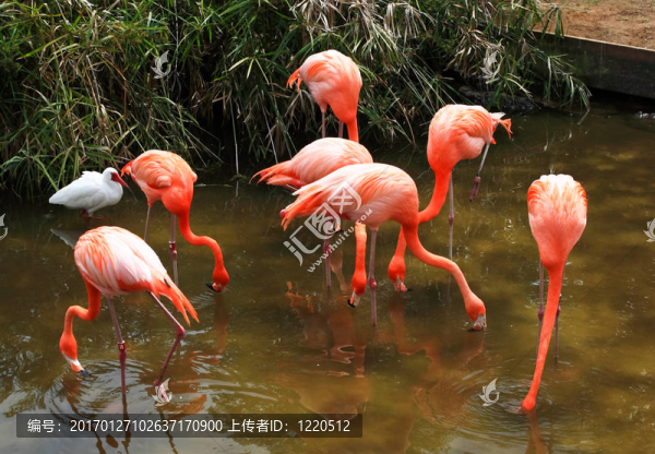 在佛羅里達(dá)州的一個(gè)公園，紅色的火烈鳥
