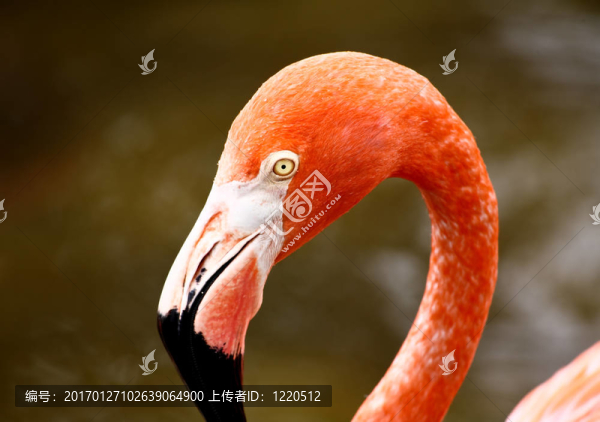 在佛羅里達(dá)州的一個(gè)公園，紅色的火烈鳥
